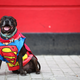 Illustration for article titled The Absolute Cutest Dog Cosplay of All Time